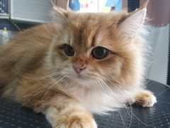 -车接车送·寄养洗护·德文猫舍(大宁店)
