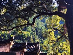 -杨家堂村