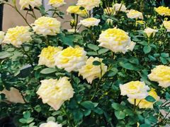 -双季花艺园艺市场(浦东店)
