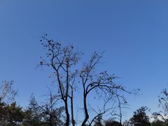 -香山公园