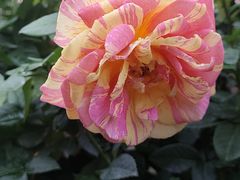 -人民公园(罗湖区)