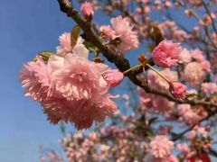 -天适樱花悠乐园