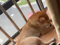 -佳雯宠物医院·皮肤科·内外科(春晓路分院)