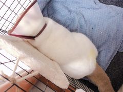 -创凡宠物医院·骨专科  猫科中心(西乡分院)