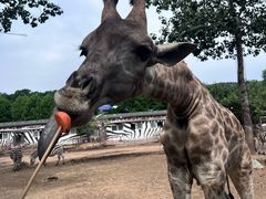 -大连森林动物园