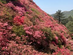 -木兰云雾山