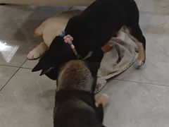 -柴犬小屋·柴餐厅·狗咖食堂(金鼎广场店)