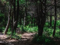 -阳台山自然风景区