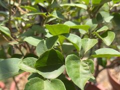 -花鸟鱼虫鲜花绿植市场(玉泉路店)