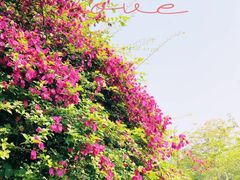 -中国科学院西双版纳热带植物园