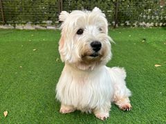 -Dog in Town Ekkamai