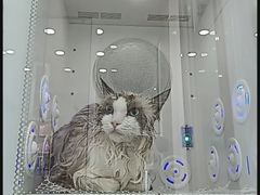 -爱洗澡的猫(望京店)