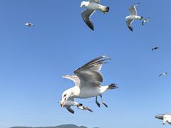 -刘公岛景区
