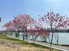 -羊山湖公园
