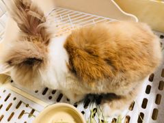 -宠物兔专门店(天丰利市场店)