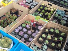 -本溪路花鸟市场(江浦路1709弄小区店)