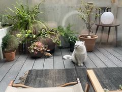 -东方名猫馆·英短金渐层布偶猫舍(环线广场1号楼店)