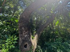 -九龙公园