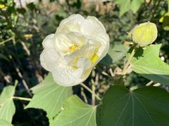 -金罗莎蛋糕(东岳路店)