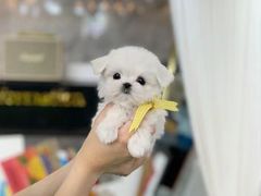-萌宠之家·腊肠犬·马尔泰·小体犬舍