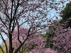 -南山植物园