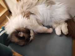 -滚猫咖啡·猫咖·猫友好撸猫(未来城店)