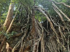 -西双版纳基诺山寨
