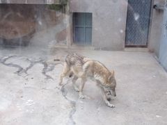 iphone_upload_pic-西安秦岭野生动物园