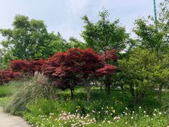 -昆山城市生态森林公园