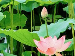 -荔湾湖公园