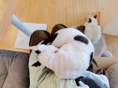 -有喵·猫咖·狗咖·30几只猫10只小狗(岗厦店)