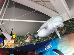 -悉尼海洋生物水族馆