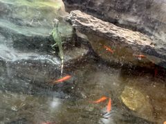-上海大自然野生昆虫馆(东方明珠·爬宠昆虫探索中心)
