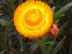 -三圣花乡旅游区