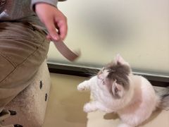 -三花喵·撸猫购宠·宠物生活馆(虹桥南丰城店)