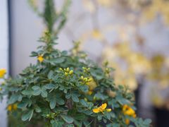 -研途咖啡馆(健康路店)