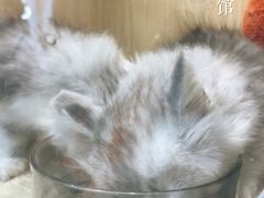 -屋虎猫馆(宝安大仟里店)