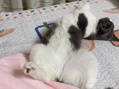 -瑞派康怡24h宠物医院·犬猫医疗中心·微创绝育(瑞景分院)