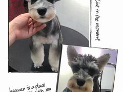 -Oh My Dog宠物沙龙(伊珊娜皮毛护理店)