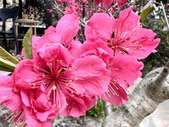 -桃源山庄·水蜜桃采摘·柴火鸡·烧烤团建(龙泉山店)