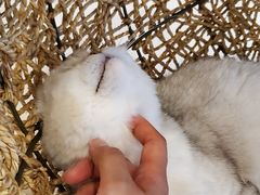 -飞行喵MR PILOT|猫舍·猫咖(静安大融城店)
