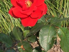 -上海鲜花港