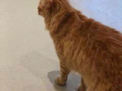 -藏猫猫咖啡主题馆(中央大道店)