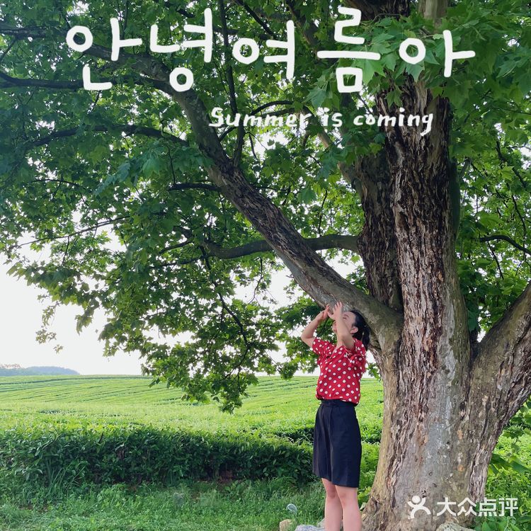 位于花溪的羊艾茶场，非常推荐大家伙去看看