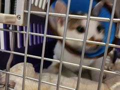 -御宝贝·A梦猫科宠物医院(国际猫友好医院)