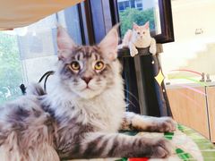 -十年猫舍·猫咪专门店(普陀店)