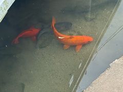 -雅鲁激流探险漂流