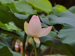 -陶辛水韵