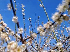 -广州市流溪河国家森林公园