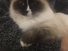 -吉丁鸟咖·异宠·寄养